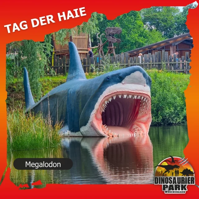 Heute ist Tag der Haie - diesen Tag wollen wir unserem Megalodon widmen 🦈

Megalodon war der größte Hai der Erdgeschichte und konnte eine Länge von über 16 Metern erreichen. Mit seinem großen Maul hätte er problemlos einen stehenden Menschen verschlingen können. Bei uns im Park findet Ihr ihn in unserem Urzeit-Meer.

#dinosaurierpark #dinoparkmünchehagen #dinopark #freilichtmuseum #naturdenkmal #mittelweser #steinhudermeer #rehburgloccum #regionhannover #dinosaursofinstagram #workingwithdinosaurs #fossil #scienceisfun #jurassic #jurassicpark #paleontologist #megalodon #teamrexi