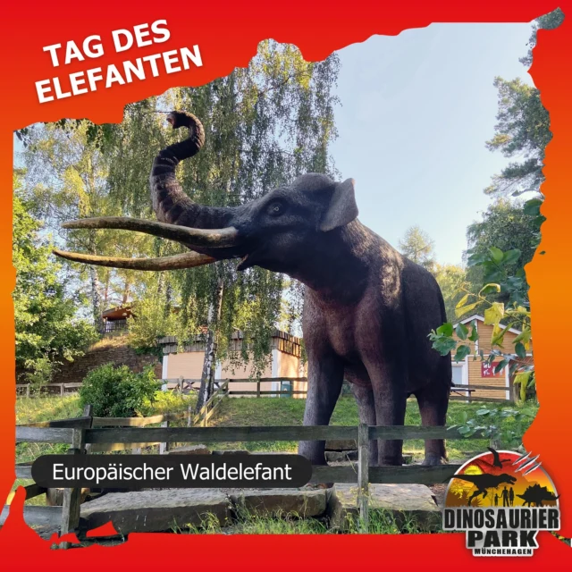 Heute ist ein Tag zu Ehren unserem Europäischen Waldelefanten - denn es ist Welt Elefanten Tag 🐘

Der „Koloss aus Schöningen“ war der größte Elefant der Erdgeschichte. 
Dieses Tier wurde anhand zahlreicher fossiler Knochen aus der Fundstelle der Schöninger Speere rekonstruiert.
Er ist also ein echt gigantischer Niedersachse!♥️

#dinosaurierpark #dinoparkmünchehagen #dinopark #freilichtmuseum #naturdenkmal #mittelweser #steinhudermeer #rehburgloccum #regionhannover #dinosaursofinstagram #workingwithdinosaurs #fossil #scienceisfun #jurassic #jurassicpark #paleontologist #teamrexi