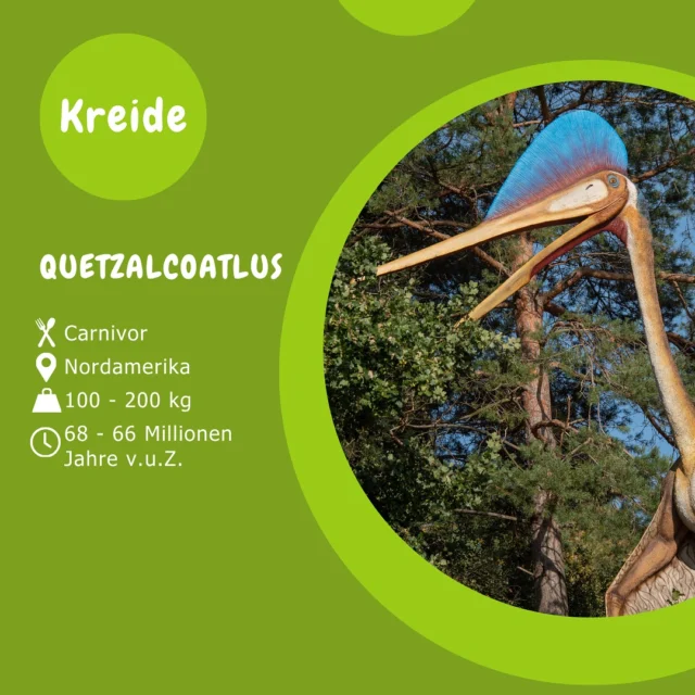 Museumsmittwoch - Quetzalcoatlus 

Der Quetzalcoatlus war einer der größten Flugsaurier, die jemals gelebt haben. Wenn er landete, war er so groß wie eine Giraffe und in der Lage, kleine Tiere am Boden zu jagen.

Von welchem Dinosaurier, oder anderen Urzeittier, möchtet Ihr beim nächsten Museumsmittwoch gerne etwas lernen? 🦖♥️🦕

#museumsmittwoch
#dinosaurierpark #dinoparkmünchehagen #dinopark #freilichtmuseum #naturdenkmal #mittelweser #steinhudermeer #rehburgloccum #regionhannover #dinosaursofinstagram #workingwithdinosaurs #fossil #scienceisfun #jurassic #jurassicpark #paleontologist #teamrexi