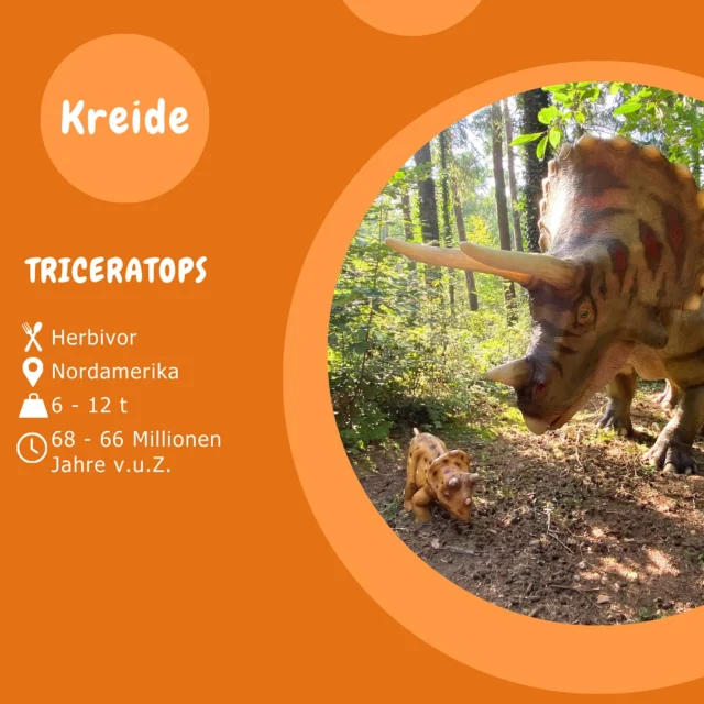 Museumsmittwoch - Triceratops ⭐️

Das markanteste Erkennungsmerkmal vom Triceratops sind seine drei Hörner und das große Nackenschild. 
Wunden im Gesicht und am Schild lassen vermuten, dass diese Tiere um Reviere oder Partner kämpften, ähnlich wie es heutige Hirsche tun.

Wollt Ihr unseren Triceratops und über 300 weitere Lebensgroße Modelle bestaunen? Dann kommt uns doch besuchen.🦖🦕
Wir haben noch bis zum 03. November täglich von 9 bis 18 Uhr geöffnet.

#museumsmittwoch
#dinosaurierpark #dinoparkmünchehagen #dinopark #freilichtmuseum #naturdenkmal #mittelweser #steinhudermeer #rehburgloccum #regionhannover #dinosaursofinstagram #workingwithdinosaurs #fossil #scienceisfun #triceratops #jurassic #jurassicpark #paleontologist #teamrexi