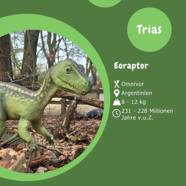 Museumsmittwoch - Eoraptor 🦖

Der Eoraptor gehört zu den frühesten bekannten Raubdinosauriern.
Sein Schädel ist eine wertvolle Informationsquelle für das Verständnis der Entwicklung der ersten Dinosaurier. Besonders auffällig sind blattförmige Zähne in Teilen des Kiefers. Sie zeigen, dass der Eoraptor ein Allesfresser und kein reiner Feischfresser war.

#museumsmittwoch
#dinosaurierpark #dinoparkmünchehagen #dinopark #freilichtmuseum #naturdenkmal #mittelweser #steinhudermeer #rehburgloccum #regionhannover #dinosaursofinstagram #workingwithdinosaurs #fossil #scienceisfun #eoraptor #raubsaurier #jurassic #jurassicpark #paleontologist #teamrexi