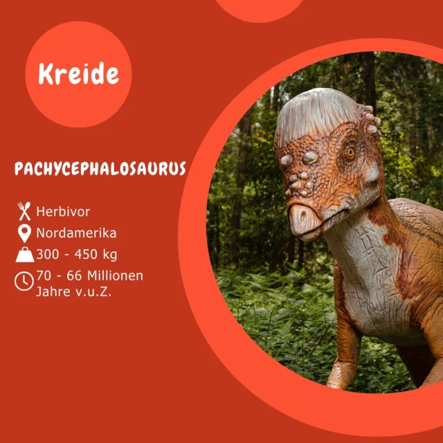 Museumsmittwoch - Pachycephalosaurus 

Der Schädel des Pachycephalosaurus wurde durch einen 25 cm dicken Knochen verstärkt. Zusätzlich hatte er viele kleine Hörner am Kopf, die er zur Verteidigung gegen andere Pachycephalosaurier nutzte. 
Diese Kämpfe unter Artgenossen lassen sich mit Kämpfen unter Steinböcken vergleichen, wenn diese um Partner oder Reviere streiten. 
🦖🦕

#museumsmittwoch
#dinosaurierpark #dinoparkmünchehagen #dinopark #freilichtmuseum #naturdenkmal #mittelweser #steinhudermeer #rehburgloccum #regionhannover #dinosaursofinstagram #workingwithdinosaurs #fossil #scienceisfun #pachycephalosaurus #pflanzenfresser #jurassic #jurassicpark #paleontologist #teamrexi