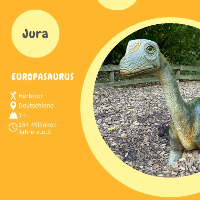 Museumsmittwoch - Europasaurus 🦕♥️

Ein ausgewachsener Europasaurus erreichte nur eine Länge von ca. acht Metern.
Diese Inselverzwergung lässt sich evolutionär dadurch erklären, dass die Tiere isoliert auf Inseln lebten, auf denen das Nahrungsangebot für riesige Sauropoden nicht ausreichend gewesen wäre. Und da es keine großen Fressfeinde gab, war der Gigantismus zum Schutz nicht notwendig.
Europasaurus ist heute einer der best untersuchten Sauropoden der Welt. Es gibt Knochen von Schlüpflingen, Jungtieren und voll ausgewachsenen Exemplaren.

#museumsmittwoch
#dinosaurierpark #dinoparkmünchehagen #dinopark #freilichtmuseum #naturdenkmal #mittelweser #steinhudermeer #rehburgloccum #regionhannover #dinosaursofinstagram #workingwithdinosaurs #fossil #scienceisfun #europasaurus #sauropode #pflanzenfresser #jurassic #jurassicpark #paleontologist #teamrexi