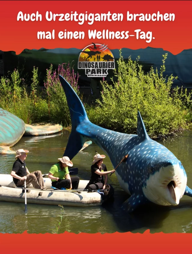 Was viele nicht sehen: Hinter jedem beeindruckenden Modell steckt jede Menge Pflege. 
Deshalb heißt es an unserem Diorama Dienstag regelmäßig: reinigen, pflegen und wieder zum Strahlen bringen.
Heute hieß es für Megalodon, Helicoprion & Co. ab zur Reinigung! 💦🦈

Welches Urzeitmeerestier ist euer Favorit?

#dinosaurierpark #dinoparkmünchehagen #freilichtmuseum #naturdenkmal #dioramadienstag