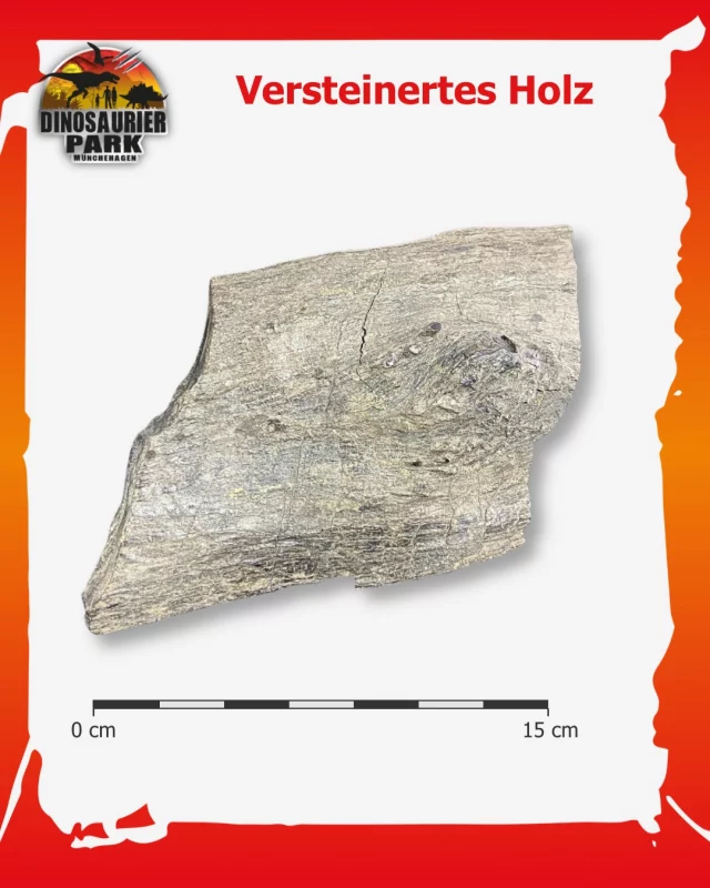 Forscherfreitag - Versteinertes Holz 🌲 

Wusstet ihr, dass Pflanzenfossilien zu den häufigsten Fossilien der Welt gehören?🌿
Besonders einen Erhaltungszustand findet man weltweit, seitdem es holzige Pflanzen gibt: Kohle!
Kohle besteht aus Pflanzenmaterial, welches über Millionen von Jahren auf seinen Kohlenstoff reduziert wurde und dadurch bis heute erhalten geblieben ist.

Tatsächlich finden sich Überreste von Pflanzen in fast jedem Sedimentgestein.
Meist sind sie jedoch so klein, dass sie nur unter dem Mikroskop sichtbar sind, beispielsweise als Asche eines Feuers.

Auf den Bildern seht ihr ein größeres Stück Kohle aus dem Holz einer Kiefer aus dem Oberjura Norddeutschlands.
Die Erhaltung ist so gut, dass sogar die Maserung des Holzes und eine Astanwachsstelle noch gut zu erkennen sind.🌲

Wenn ihr dieses Pflanzenfossil einmal aus nächster Nähe betrachten möchtet, besucht uns im Dinosaurier-Park Münchehagen und schaut in unserer Live-Präparation vorbei.

#forscherfreitag
#dinosaurierpark #dinoparkmünchehagen #freilichtmuseum #naturdenkmal