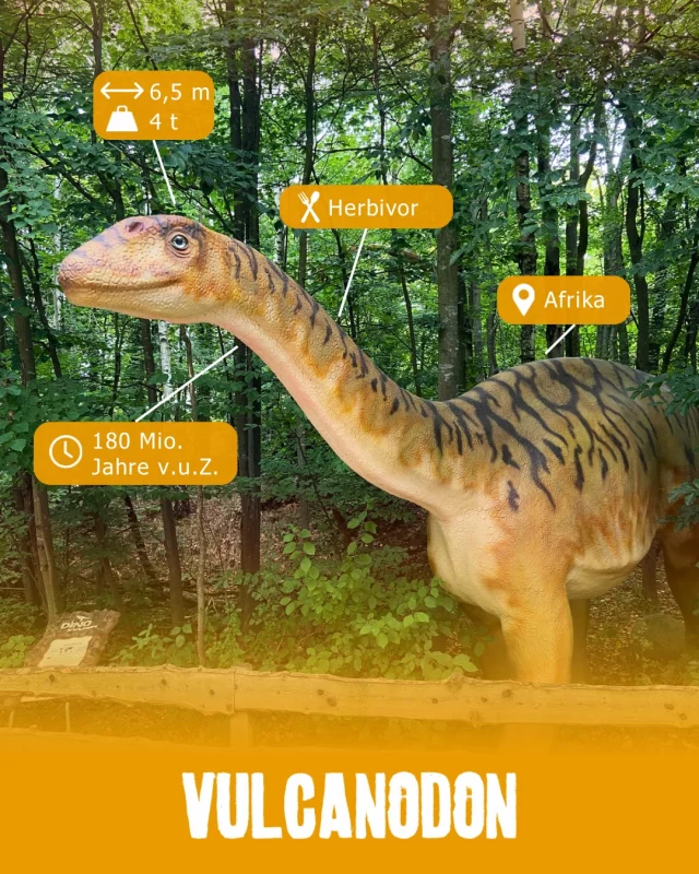 Museumsmittwoch - Vulcanodon
Einer der ersten Riesen! 🌿

Der Vulcanodon lebte vor rund 180 Millionen Jahren und zählt zu den ältesten bekannten Sauropoden; jener Dinosauriergruppe, zu der später die größten Landtiere der Erdgeschichte gehören sollten.
Zwar war er mit etwa sechs Metern Länge noch deutlich kleiner als seine riesigen Nachfahren, doch der Grundstein für ihre Erfolgsgeschichte war bereits gelegt.

Mit seinem langen Hals und den kräftigen Beinen war der Vulcanodon bestens an ein Leben als Pflanzenfresser angepasst und konnte große Mengen an Vegetation erreichen. 🌿🌱

Der Vulcanodon zeigt eindrucksvoll, wie aus vergleichsweise kleinen Vorfahren im Laufe von Millionen Jahren die gewaltigen Langhalssaurier entstanden, die wir heute kennen.

#dinosaurierpark #dinoparkmünchehagen #freilichtmuseum #naturdenkmal #museumsmittwoch