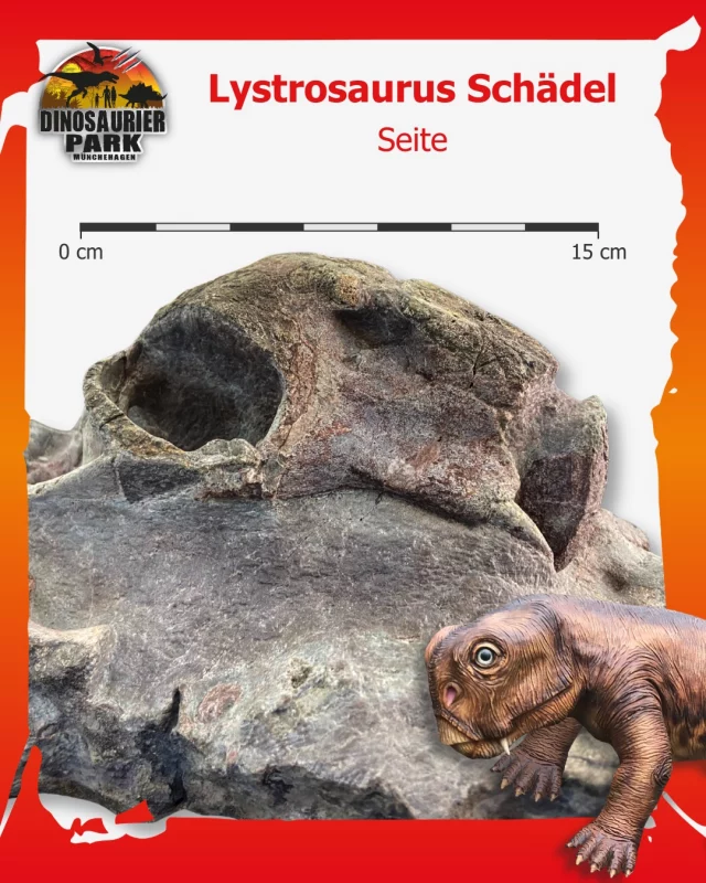 Forscherfreitag - Lystrosaurus Schädel

„Klein, aber Oho!“ Mit einer Körperlänge von etwa 1 bis 2,5 Metern gehörte Lystrosaurus zwar nicht zu den größten Urzeittieren, dafür aber zu den beeindruckendsten.
Er lebte am Ende des Perms bis in die Untere Trias und zählt zu den wenigen Tieren, die das größte Massenaussterben der Erdgeschichte überlebten: das Perm-Trias-Massenaussterben. 🌋 

Besonders spannend: Lystrosaurus war kein Dinosaurier, sondern gehörte zu den sogenannten Therapsiden, den „säugetierähnlichen Reptilien“. Damit ist er näher mit den heutigen Säugetieren verwandt als mit den Dinosauriern.

Fossilien von Lystrosaurus wurden auf mehreren Kontinenten entdeckt und lieferten wichtige Hinweise für die Theorie der Plattentektonik. 
Zur Zeit des Lystrosaurus waren alle Landmassen noch zum Superkontinent Pangäa vereint. 🌏 

Der auf den Bildern gezeigte Schädel stammt aus dem Karoo Becken in Südafrika und ist etwa 248 bis 254 Millionen Jahre alt. Eine unserer Präparatorinnen hat dieses außergewöhnliche Fossil in vielen Stunden sorgfältiger Arbeit freigelegt. 🔍 

Aktuell könnt ihr den Schädel in der Ausstellung unserer Live-Präparation aus nächster Nähe bestaunen.

#forscherfreitag
#dinosaurierpark #dinoparkmünchehagen #freilichtmuseum #naturdenkmal