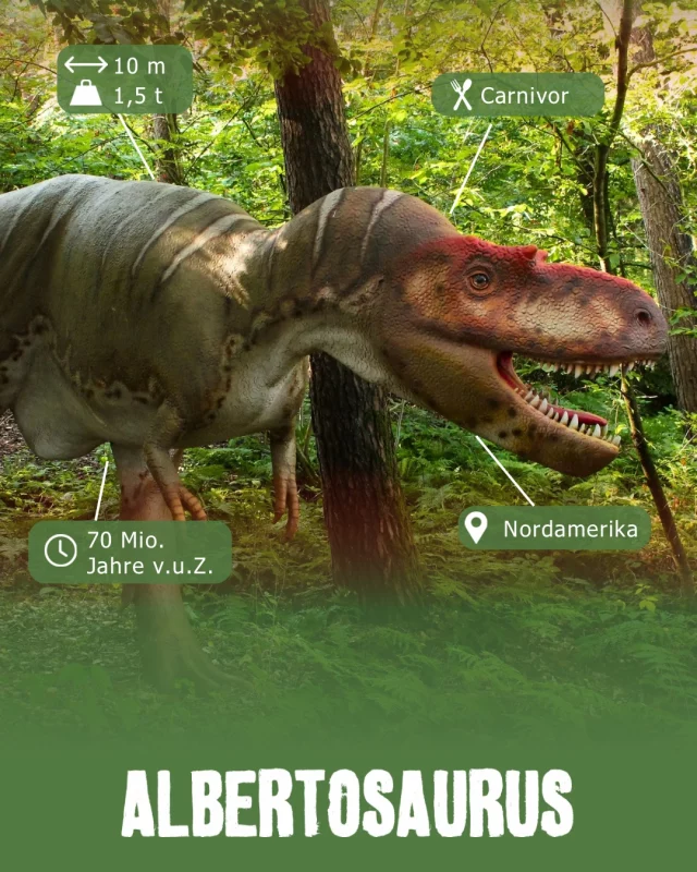 Museumsmittwoch -Albertosaurus

Der Albertosaurus war ein erfolgreicher Jäger der späten Kreidezeit. Sein Name bedeutet „Echse aus Alberta“, benannt nach der kanadischen Provinz, in der seine Fossilien erstmals entdeckt wurden. 🦴 

Besonders beeindruckend war sein Schädel: Er besaß ausgezeichnet entwickelte Sinnesorgane und konnte vermutlich sehr gut riechen und sehen. Das half ihm dabei, Beute auch über größere Entfernungen aufzuspüren. Mit seinen scharfen, ständig nachwachsenden Zähnen war er bestens für das Leben als Fleischfresser ausgestattet. 🦷 

Obwohl der Albertosaurus etwas kleiner war als sein berühmter Verwandter Tyrannosaurus rex, musste sich dieser geschickte Jäger keineswegs verstecken. Er gehörte zu den Spitzenräubern seiner Zeit und beherrschte die Landschaften Nordamerikas.

#dinosaurierpark #dinoparkmünchehagen #freilichtmuseum #naturdenkmal #museumsmittwoch