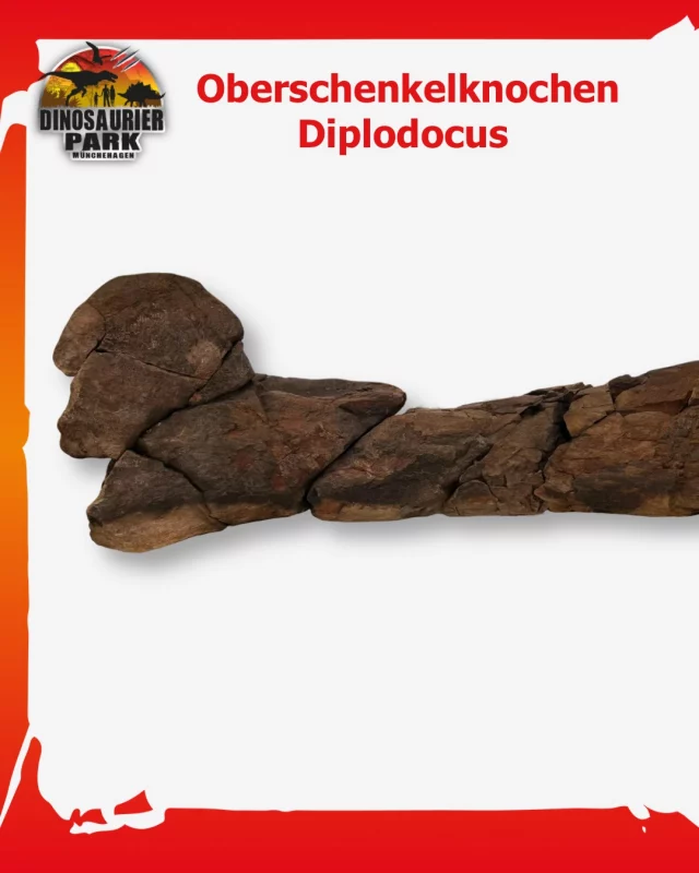 Forscherfreitag - Oberschenkelknochen eines Diplodocus 🦕

Dieser Oberschenkelknochen (Femur) stammt von einem Diplodocus aus dem Oberjura Wyomings.
Im Jahr 2006 verbrannte der Knochen bei dem Feuer, welches die Ausstellungshalle unseres Parks zerstörte.🔥
Dabei wurde er im Feuer regelrecht „gebacken“, ähnlich wie ein Ziegelstein. Daher kommt auch seine auffällige rote Farbe.

Die Fragmente des verbrannten Knochens wurden 2006 eingelagert und erst 2019 wieder hervorgeholt.
Stück für Stück konnte der Knochen erneut zusammengesetzt werden. Ein Fragment ließ sich jedoch nicht mehr einfügen.
Aus genau diesem Stück fertigte unser heutiger Wissenschaftlicher Leiter 2020 einen Dünnschliff an.🔍
Das ist eine gerade einmal 60 Mikrometer dünne Scheibe des Knochens. 🦕🦴

Darin werden die Wachstumslamellen sichtbar, ähnlich wie Jahresringe bei einem Baum.
Sie geben Einblicke in das Wachstum des Diplodocus und zeigen, dass selbst ein verbranntes Fossil noch spannende wissenschaftliche Informationen bewahren kann.

#forscherfreitag
#dinosaurierpark #dinoparkmünchehagen #freilichtmuseum #naturdenkmal