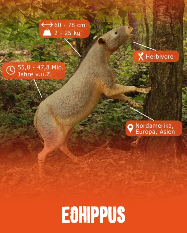 Museumsmittwoch - Eohippus

Der Eohippus lebte vor rund 50 Millionen Jahren und sah noch ganz anders aus als unsere heutigen Pferde. 🐴 
Mit einer Schulterhöhe von nur etwa 30 Zentimetern war er ungefähr so groß wie ein heutiger Fuchs und hatte an den Vorderfüßen noch vier Zehen. 
Seine Zehen waren eine Anpassung an das Leben in den dichten sumpfigen Wäldern, die damals große Teile seiner Umgebung bedeckten. 🌲🌳 

Im Laufe von Millionen Jahren veränderten sich seine Nachfahren: Sie wurden größer, ihre Beine länger und aus mehreren Zehen entwickelte sich schließlich der einzelne Huf unserer heutigen Pferde.

Vom kleinen Waldbewohner zum kräftigen Läufer der offenen Landschaft, die Entwicklung der Pferde ist ein beeindruckendes Beispiel für die Evolution!

#dinosaurierpark #dinoparkmünchehagen #freilichtmuseum #naturdenkmal #museumsmittwoch