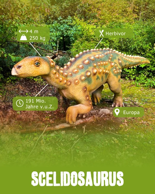 Museumsmittwoch - Scelidosaurus 
Gut gepanzert durch die Jurazeit 🛡️ 

Der Scelidosaurus lebte vor rund 190 Millionen Jahren und gehörte zu den frühen gepanzerten Dinosauriern. Sein Körper war mit Knochenplatten und kleinen Knochenhöckern bedeckt, die ihn vor Angriffen von Raubsauriern schützten. 🦖

Mit seinem kräftigen Körper und den kurzen, stämmigen Beinen war er kein schneller Läufer.
Stattdessen bewegte er sich vermutlich gemächlich durch die Landschaft und ernährte sich von Pflanzen. 
Auch seine Schnauze war perfekt an seine Ernährung angepasst. Mit seinem breiten, kurzen Maul konnte Scelidosaurus vermutlich Pflanzen nah am Boden aufnehmen. Damit war er bestens für ein Leben als gemütlicher Pflanzenfresser ausgestattet. 🌿🌱

Besonders spannend: Scelidosaurus gilt als einer der frühesten bekannten Vertreter der gepanzerten Dinosaurier und gibt uns damit einen Einblick in die frühe Entwicklung einer Körperform, die später bei Stegosauriern und Ankylosauriern noch viel ausgeprägter wurde.

#dinosaurierpark #dinoparkmünchehagen #freilichtmuseum #naturdenkmal #museumsmittwoch