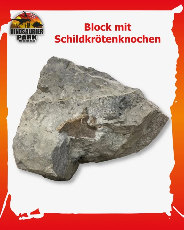 Forscherfreitag - Auf Grabung

Für unseren Forscherfreitag geht es raus ins Gelände!
Wir haben uns frisch freigelegte Gesteinsschichten aus dem Oberjura ganz genau angesehen. Nach jeder Sprengung machen wir uns auf den Weg und schauen, welche Fossilien darin zum Vorschein gekommen sind. 🔍🦴
Dabei suchen wir vor allem gezielt nach Wirbeltieren und hoffen auf Knochen und Zähne. Aber auch die Fossilien der Wirbellosen werden untersucht, dazu gehören zum Beispiel Muscheln und Schnecken.🐚

Bei unseren bisher fünf Grabungen in diesem Jahr konnten wir jedes Mal Knochen und Zähne mit nach Hause nehmen. Das ist ungewöhnlich viel für diesen Fundort! Ein gutes Vorzeichen für die kommenden Grabungen? 😉

Ein besonderes Highlight war ein Block voller Schildkrötenknochen. Diesen haben wir inzwischen in unserer Präparation anpräpariert. Die ersten Panzerplatten sind bereits zu erkennen. 🐢
Die Schildkröte könnte möglicherweise zu Plesiochelys gehören.

Die Ergebnisse unserer Grabungen könnt ihr bei uns in der gläsernen Präparation entdecken. Dort könnt ihr mitverfolgen, wie aus einem unscheinbaren Gesteinsblock nach und nach ein Fossil zum Vorschein kommt.🔬✨

#forscherfreitag
#dinosaurierpark #dinoparkmünchehagen #freilichtmuseum #naturdenkmal