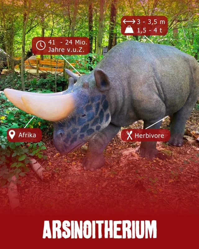 Museumsmittwoch - Arsinoitherium
Zwei Hörner, aber kein Nashorn!🦏

Das Arsinoitherium lebte vor rund 35 Millionen Jahren und sah mit seinen gewaltigen Hörnern zunächst wie ein prähistorisches Nashorn aus. Tatsächlich war es aber nicht mit den Nashörnern verwandt, sondern eher mit heutigen Elefanten und Seekühen.

Besonders auffallig waren seine beiden riesigen Hörner auf der Nase. Sie bestanden aus Knochen und saßen direkt über den Nasenöffnungen. Wozu sie genau dienten, ist bis heute nicht eindeutig geklärt. Möglicherweise spielten sie bei Revierkämpfen oder zur Schau eine Rolle.

Mit seinem kräftigen Körper streifte das Arsinoitherium durch die üppigen Landschaften des damaligen Afrikas und ernährte sich von Pflanzen. Ein wirklich ungewöhnlicher Anblick in der Welt vor Millionen von Jahren!

#dinosaurierpark #dinoparkmünchehagen #freilichtmuseum #naturdenkmal #museumsmittwoch