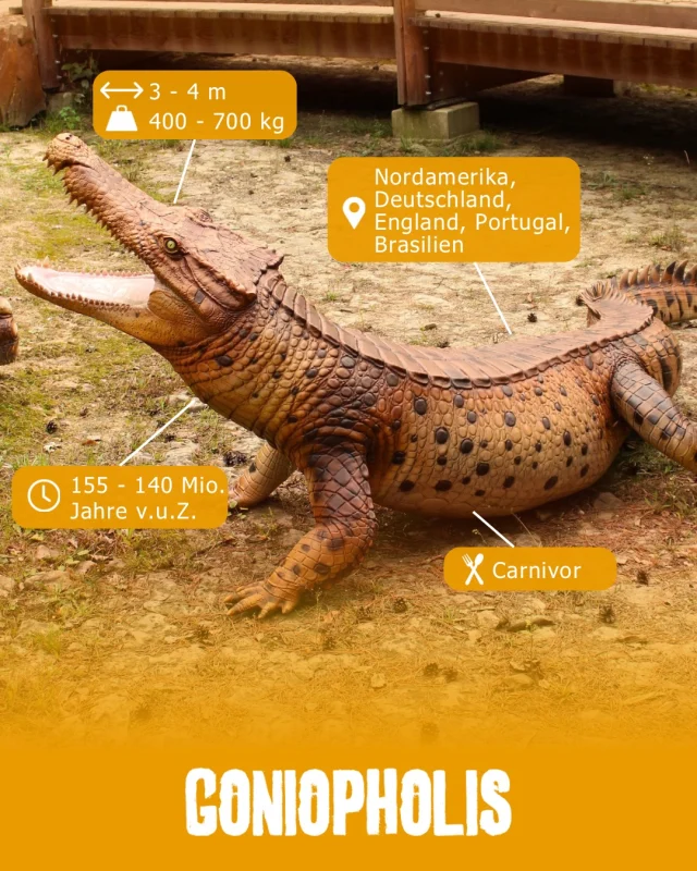 Museumsmittwoch - Goniopholis 🐊 

Der Goniopholis lebte vor rund 150 Millionen Jahren und sah unseren heutigen Krokodilen sehr ähnlich. Mit seinem langen, kräftigen Körper, dem flachen Schädel und den scharfen Zähnen war er perfekt an ein Leben im und am Wasser angepasst. 💦 
Sein kräftiger Kiefer machte ihn zu einem gefährlichen Jäger. Er war stark genug, um sogar Tiere zu erlegen, die etwa so groß waren wie er selbst. Vermutlich lauerte er im Wasser auf Beute und schnappte zu, sobald sich ein Tier zu nah an das Ufer wagte.

Doch Goniopholis war kein Krokodil, wie wir es heute kennen. Er gehörte zu einer Gruppe früher Verwandter der heutigen Krokodile und lebte bereits in einer Welt, in der Dinosaurier die Landschaft beherrschten.

Auch in der Umgebung von Münchehagen wurden Fossilien von Goniopholis entdeckt. 🦴 Damit zeigt uns dieser urzeitliche Wasserjäger, dass er einst direkt hier in der Region lebte.

#dinosaurierpark #dinoparkmünchehagen #freilichtmuseum #naturdenkmal #museumsmittwoch