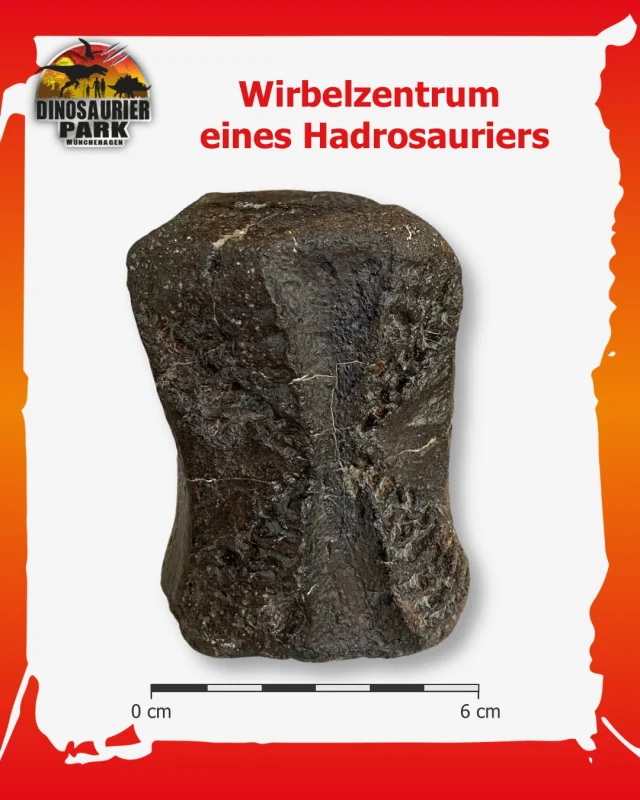 Forscherfreitag - Ein Wirbelzentrum vom Entenschnabel-Dinosaurier 🦆 

Unser Fossil der Woche ist ein Wirbelzentrum eines Hadrosauriers aus Nordamerika.
Hadrosaurier, auch „Entenschnabel-Dinosaurier“ genannt, waren während der Oberkreide vor allem in Nordamerika, Europa und Asien weit verbreite.
Zu den bekanntesten Vertretern gehören Edmontosaurus und Maiasaura.
Der namensgebende Hadrosaurus gilt dagegen nach heutiger Auffassung nicht mehr als gültige Dinosaurier-Gattung.

Ihren Namen verdanken die Tiere ihrem auffälligen Schnabel: Im vorderen Bereich des Kiefers besaßen sie eine zahnlose, schnabelartige Partie. Dahinter saßen zahlreiche Zähne, mit denen sie ihre Nahrung zerkleinern konnten.

Doch auch ihre Wirbelsäule hatte eine Besonderheit!
Entlang des Rückens und Schwanzes verliefen teilweise verknöcherte Sehnen, die ein regelrechtes Verstärkungsnetz bildeten.
Sie stabilisierten die Wirbelsäule und halfen dabei, die einwirkenden Kräfte zu verteilen.
Die Wirbelsäule war also weit mehr als nur eine Kette einzelner Knochen!

Von einigen Arten sind sogar sogenannte „Dinosauriermumien“ bekannt. Dabei handelt es sich nicht um echte Mumien, sondern um Fossilien, bei denen sogar Abdrücke von Weichteilen erhalten geblieben sind.
Sie verraten uns erstaunlich viel über das Aussehen dieser Tiere.

Den Wirbel könnt ihr aktuell bei uns im Dinopark in der Präparation entdecken!
Schaut vorbei und werft einen Blick auf dieses Stück Erdgeschichte. 🔬

#forscherfreitag
#dinosaurierpark #dinoparkmünchehagen #freilichtmuseum #naturdenkmal