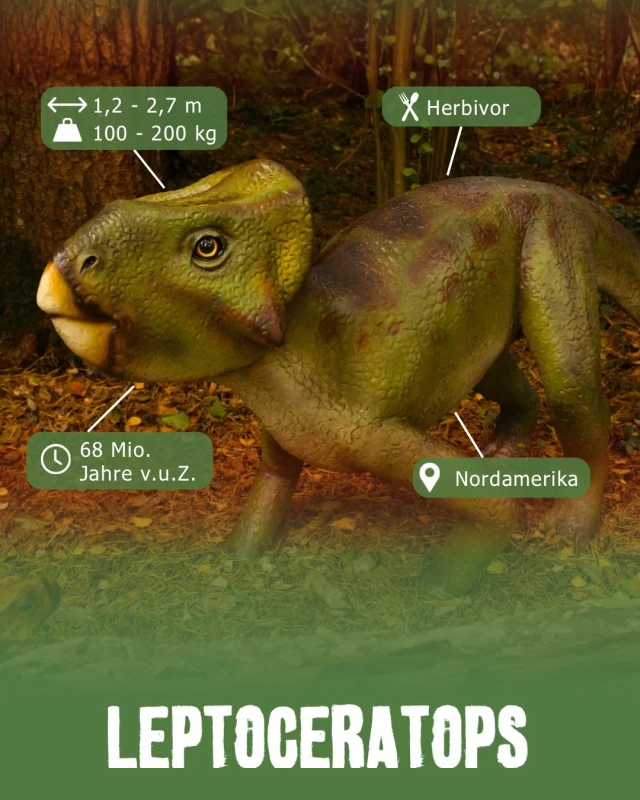 Heute mal ein Museumsdonnerstag - Leptoceratops 

Der Leptoceratops lebte vor etwa 69 bis 66 Millionen Jahren in Nordamerika und gehörte zu den gehörnten Dinosauriern. Anders als seine berühmten Verwandten wie der Triceratops besaß er allerdings keine großen Hörner und keinen auffälligen Nackenschild. Mit seiner vergleichsweise kleinen Statur und einer Länge von etwa zwei Metern war er ein eher kompakter Pflanzenfresser.🍃

Besonders spannend: Obwohl viele seiner Verwandten auf vier Beinen liefen, konnte sich der Leptoceratops vermutlich auch auf seinen Hinterbeinen fortbewegen.
Mit seinem kräftigen Schnabel knabberte er Pflanzen ab und war damit bestens an seine pflanzliche Ernährung angepasst.🌿

Sein Name bedeutet übrigens „schlankes Horngesicht“, eine ziemlich ungewöhnliche Bezeichnung für einen Dinosaurier, der ganz ohne die imposanten Hörner seiner Verwandten auskommen musste!

Hättet ihr ihn auf den ersten Blick als Verwandten des Triceratops erkannt?

#dinosaurierpark #dinoparkmünchehagen #freilichtmuseum #naturdenkmal #museumsmittwoch
